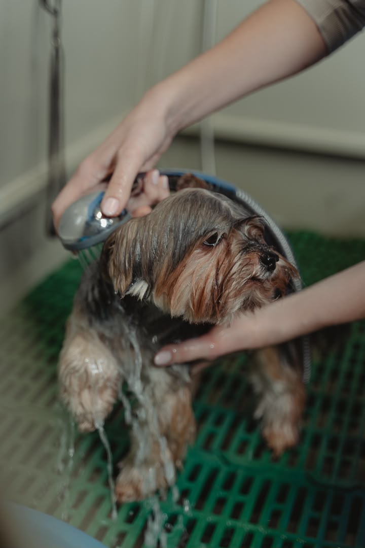 Dog bath