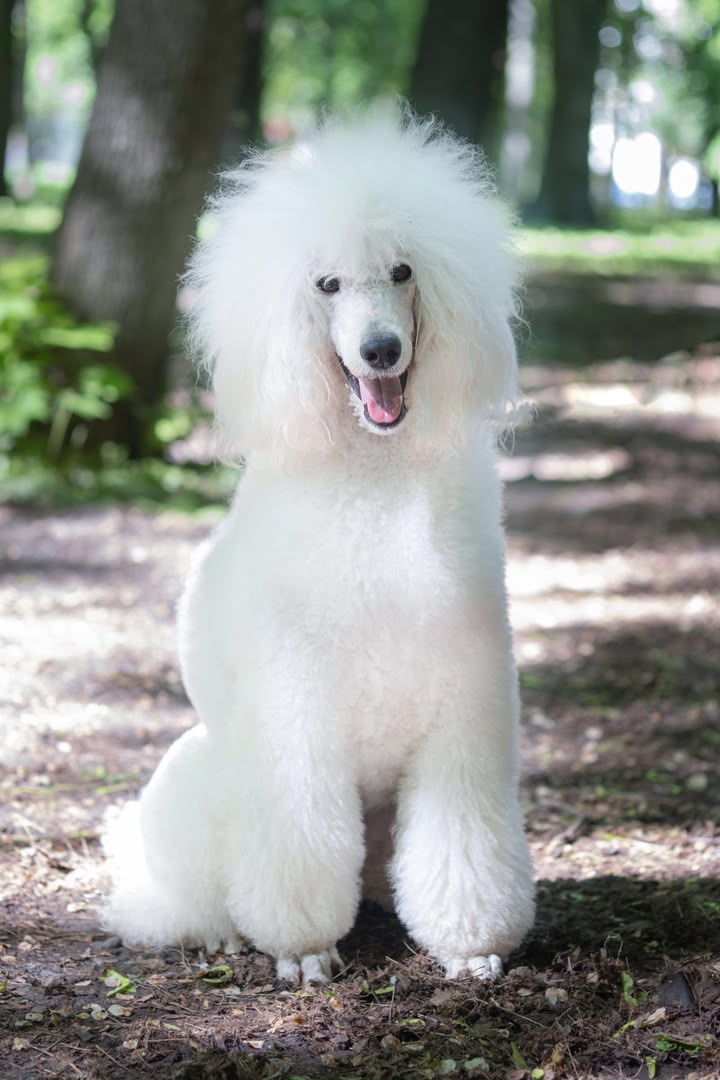 Groomed poodle