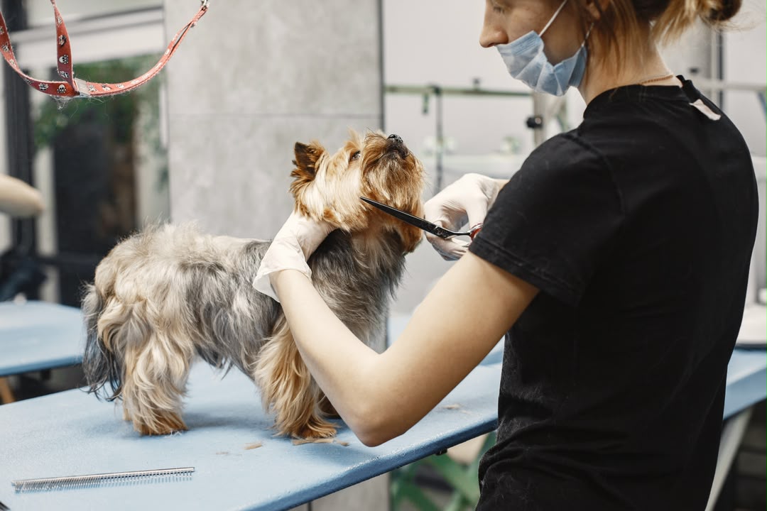 Professional dog grooming
