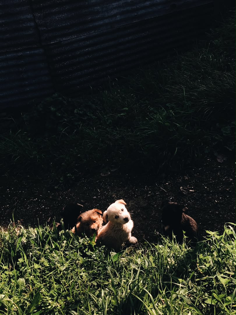 Cute puppy