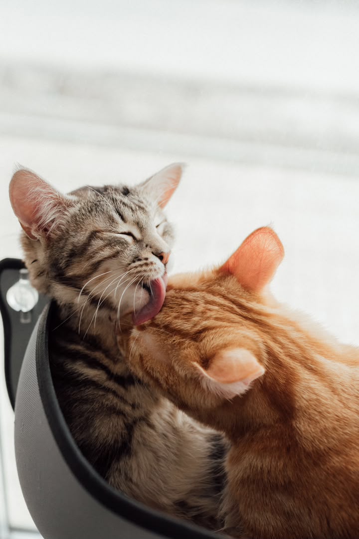 Cat grooming