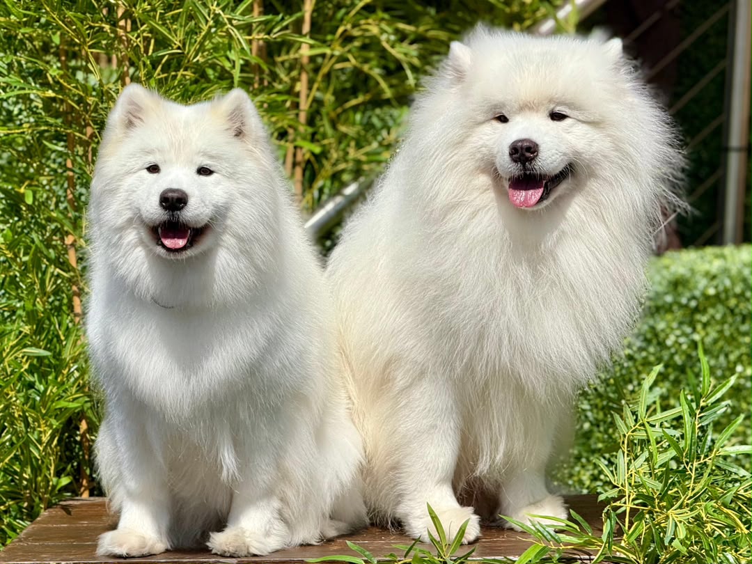 Happy dog being groomed